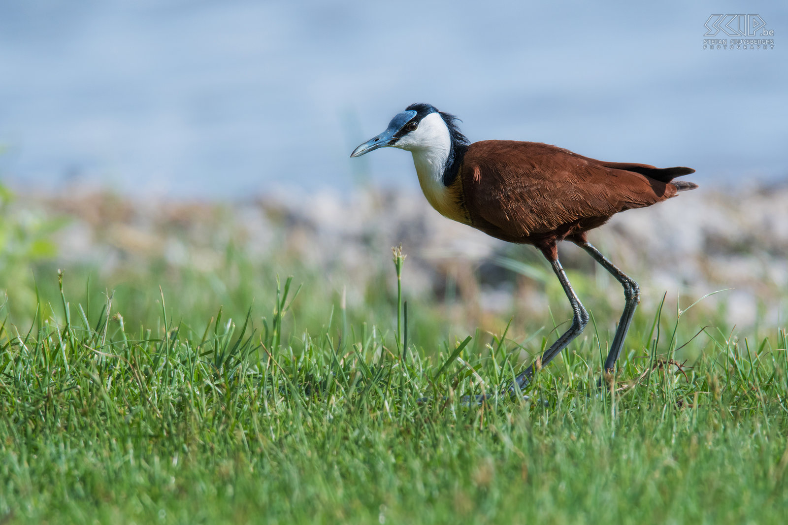 Lake Awassa - African jacana African jacana (Actophilornis africanus) at Lake Awassa. Lake Awassa is one of the 6 lakes in the Rift Valley and it is located at an elevation of 1708 meters.  Stefan Cruysberghs